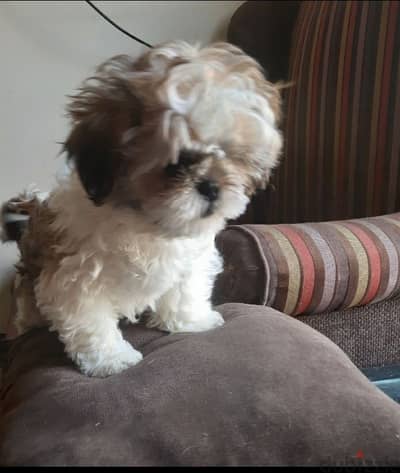 Shih tzu puppies