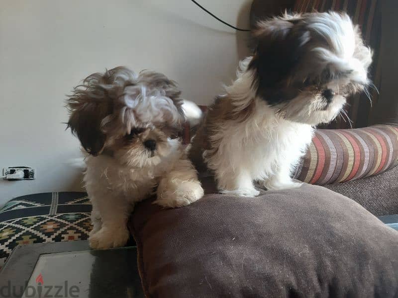 Shih tzu puppies 2