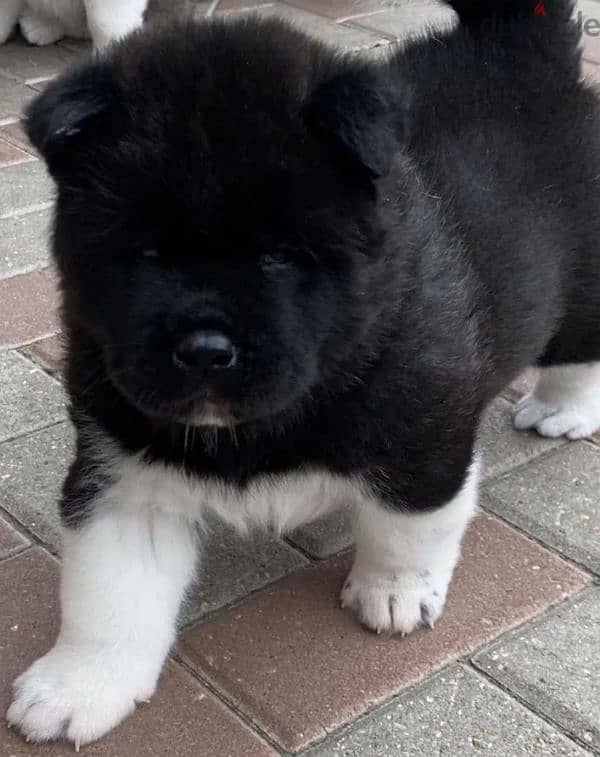 American Akita puppy boy from Russia 0