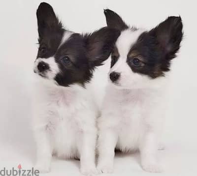 papillon puppy boy from Russia