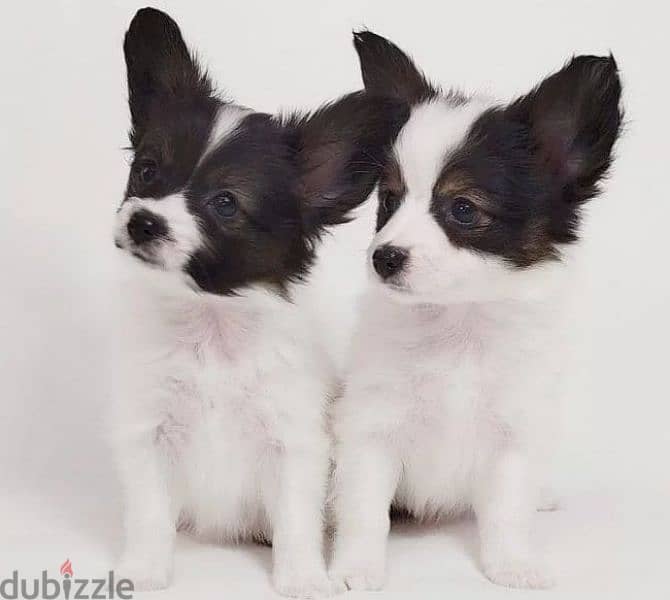 papillon puppy boy from Russia 0