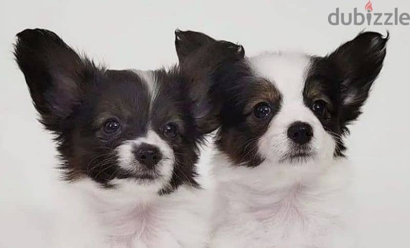 papillon puppy boy from Russia 1