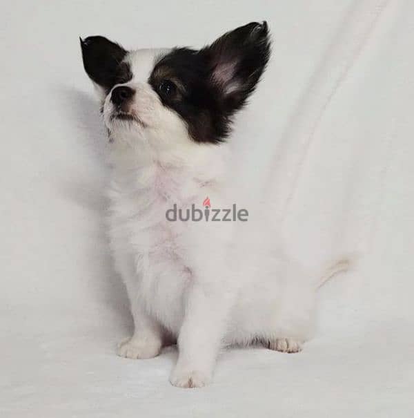 papillon puppy boy from Russia 4