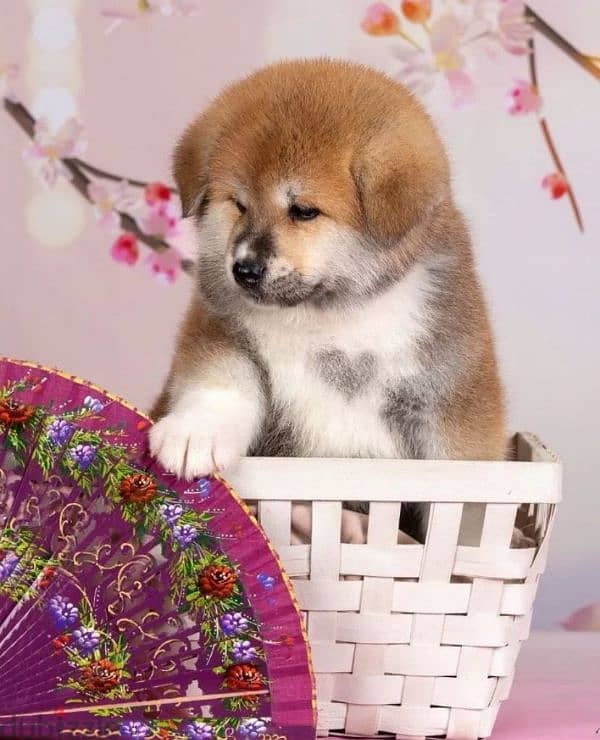 Gorgeous Japanese Akita puppy boy from Russia 0