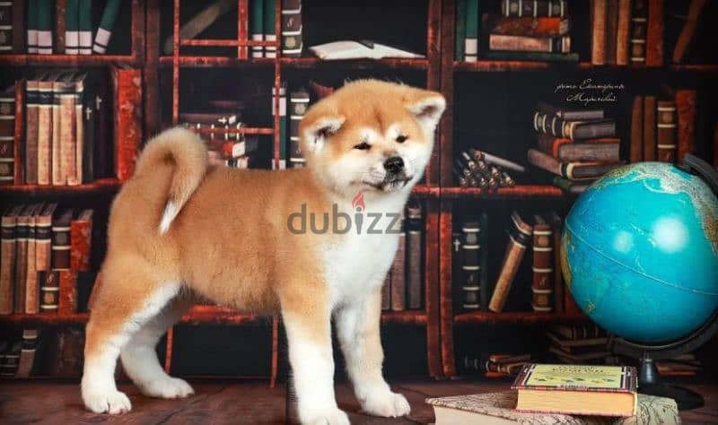 Gorgeous Japanese Akita puppy boy from Russia 1