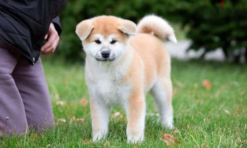 Gorgeous Japanese Akita puppy boy from Russia 2