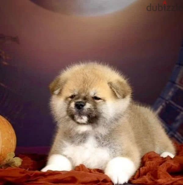 Gorgeous Japanese Akita puppy boy from Russia 3