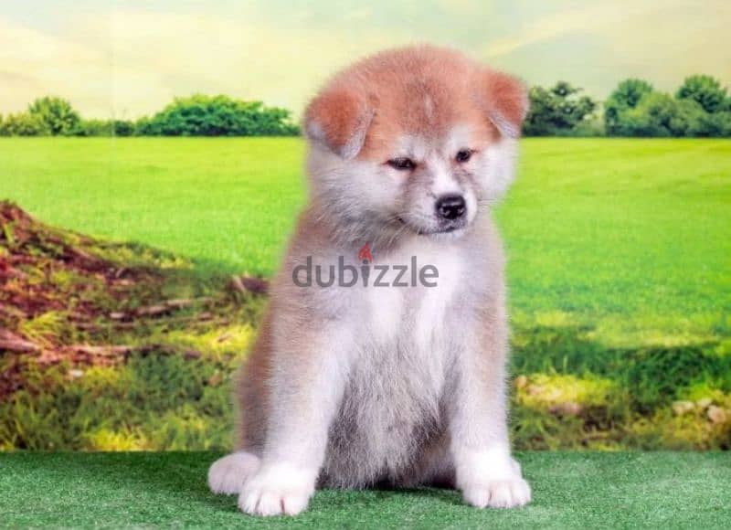 Gorgeous Japanese Akita puppy boy from Russia 4