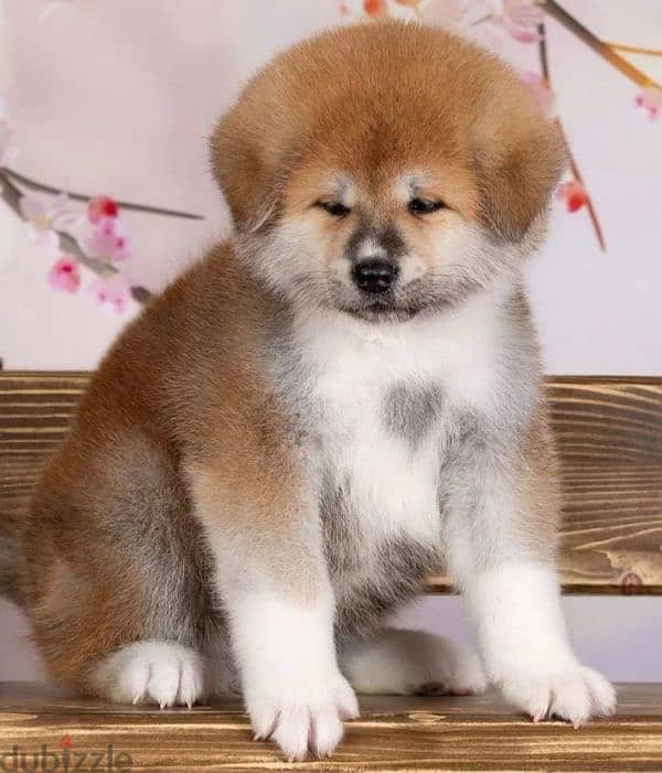 Gorgeous Japanese Akita puppy boy from Russia 5