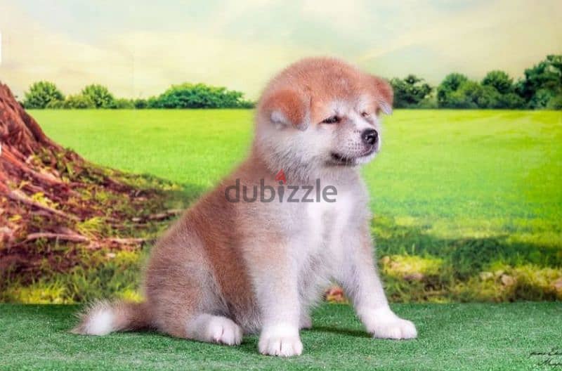 Gorgeous Japanese Akita puppy boy from Russia 6