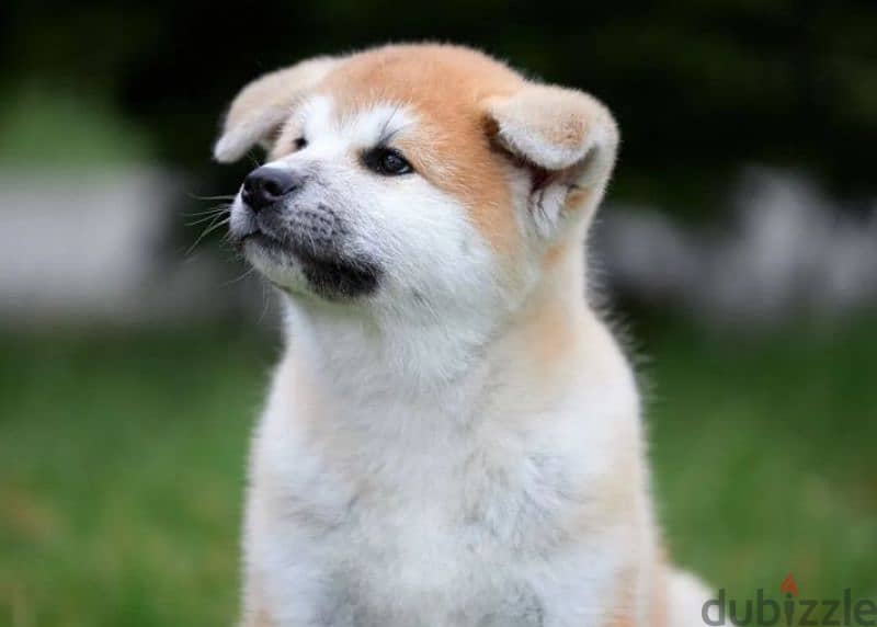 Gorgeous Japanese Akita puppy boy from Russia 7