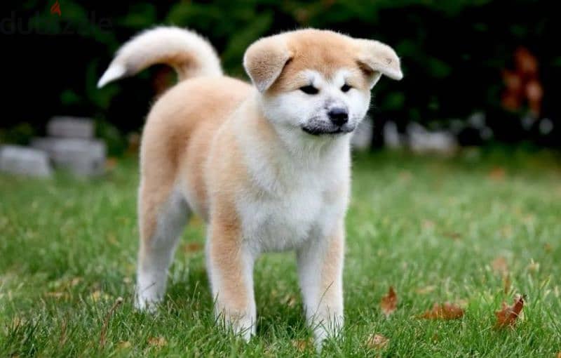 Gorgeous Japanese Akita puppy boy from Russia 8