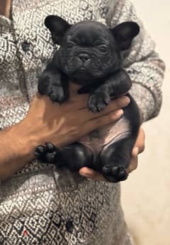 Available French bulldogs puppies 0