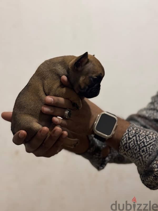 Available French bulldogs puppies 1