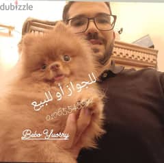 pomeranian Top Quality - بومرينيان 0