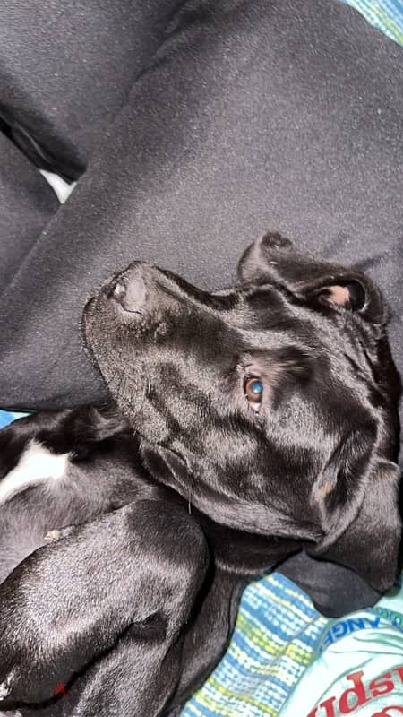 cane corso 1