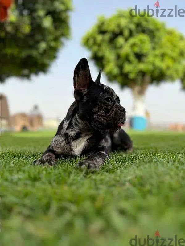 French Bulldog 1