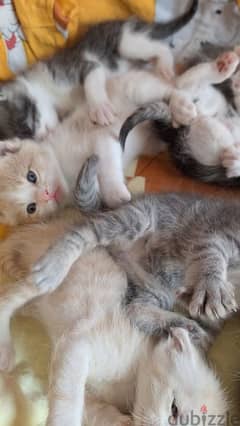 pure sherazi kittens 0