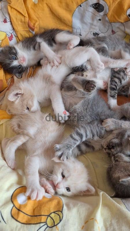 pure sherazi kittens 1