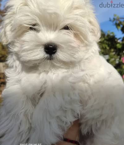 Maltese Dog for Sale - From Europe with All Documents