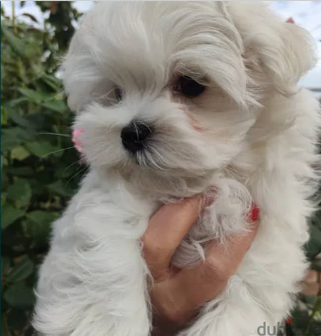 Maltese Dog for Sale - From Europe with All Documents 1