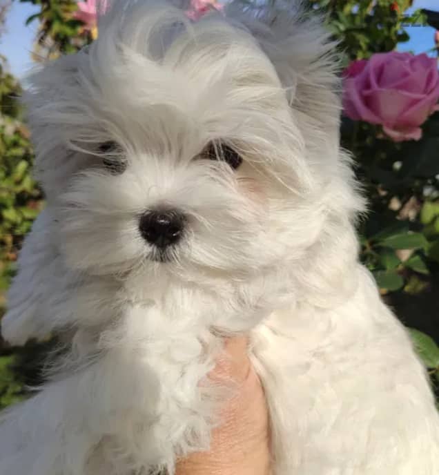 Maltese Dog for Sale - From Europe with All Documents 2