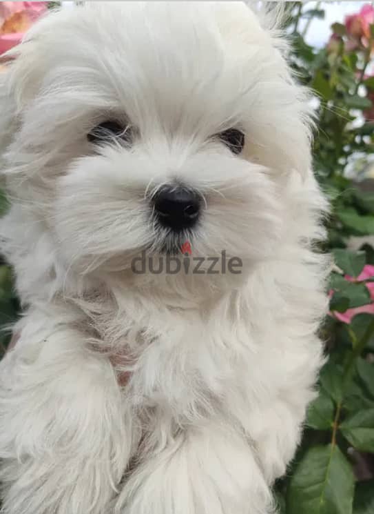 Maltese Dog for Sale - From Europe with All Documents 3