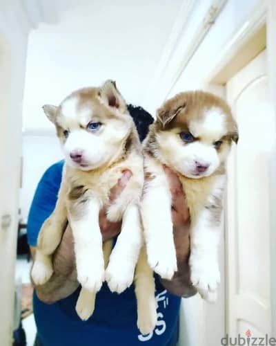 siberian husky puppies vaccinated 35 days اجمل جراوي هاسكي