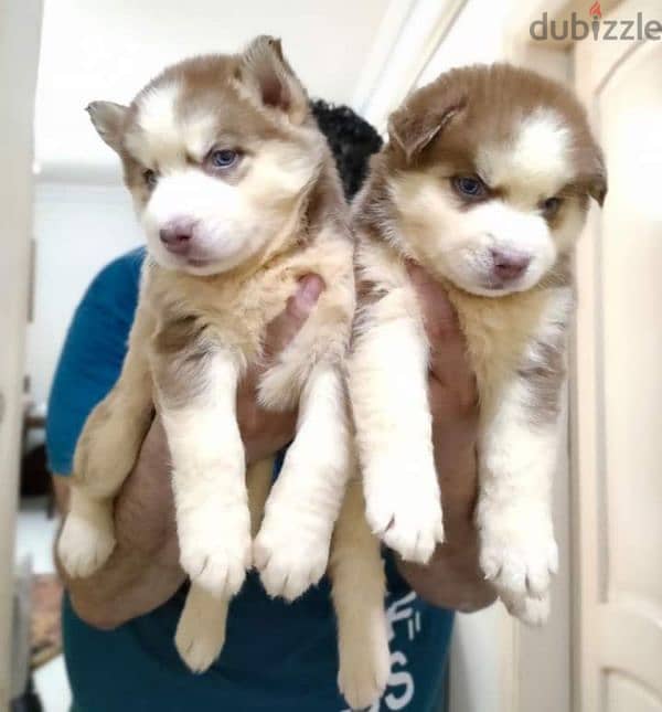 siberian husky puppies vaccinated 35 days اجمل جراوي هاسكي 7