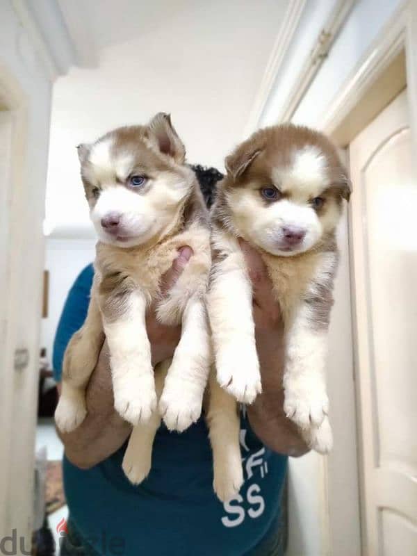 siberian husky puppies vaccinated 35 days اجمل جراوي هاسكي 8