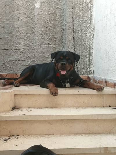 rottweiler