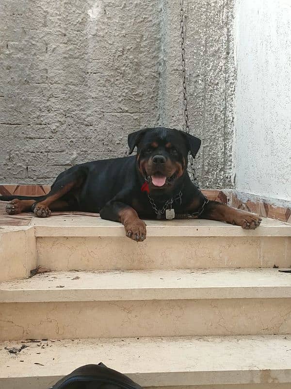 rottweiler American male 0