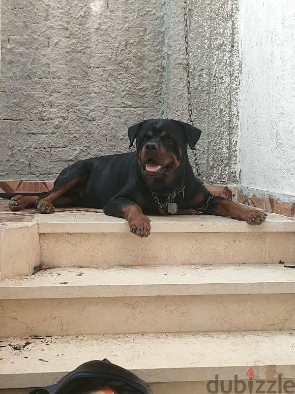 rottweiler American male 1