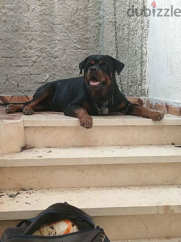 rottweiler American male 2