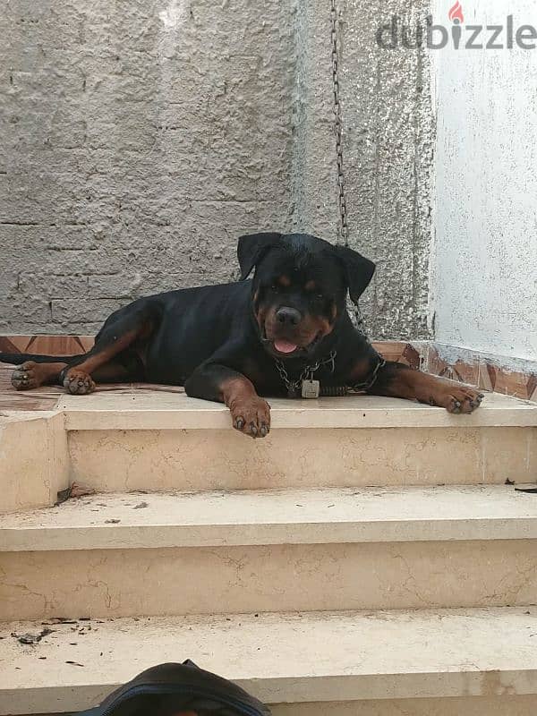 rottweiler American male 3