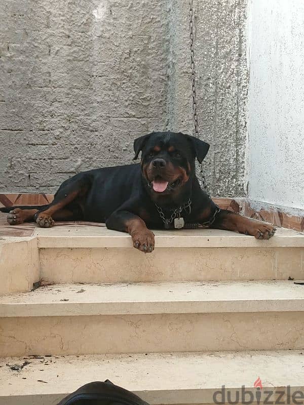 rottweiler American male 4