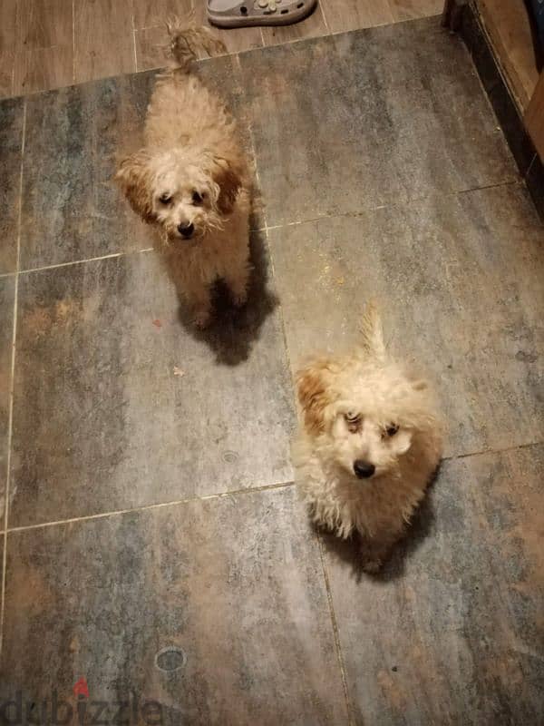 mini poodle Puppies Male and female Available 4