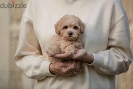 maltipoo puppies جراوي مالتيبو 0