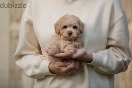 maltipoo puppies جراوي مالتيبو