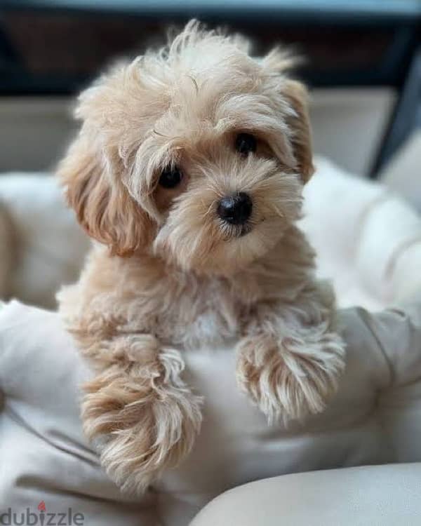 maltipoo puppies جراوي مالتيبو 2