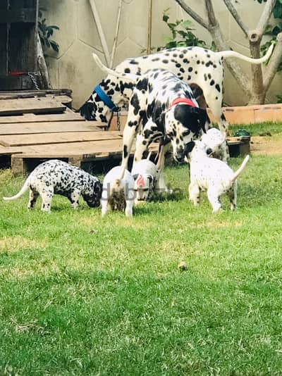 Dalmation Dogs