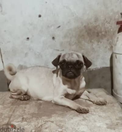 pug female انثي بج حامل