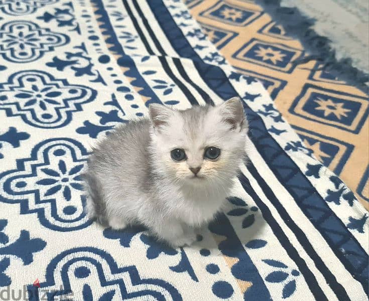 British Shorthair Silver 0