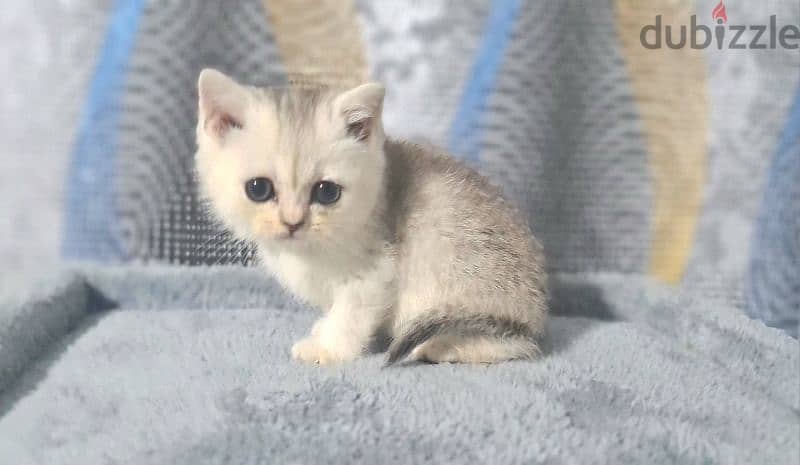 British Shorthair Silver 1