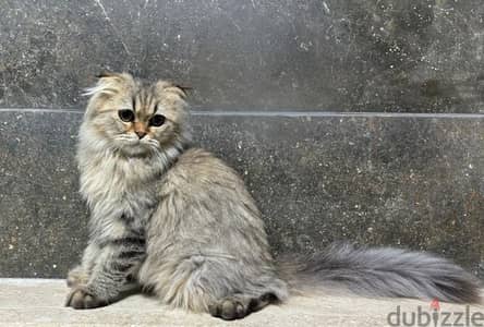 Scottish Fold Longhair Tiger