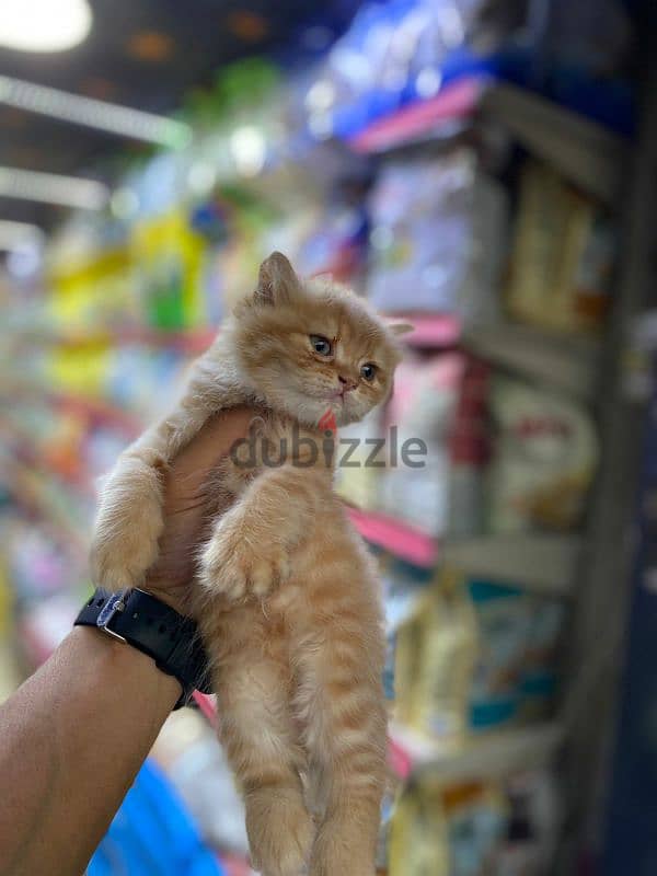 متاح احلى واجمل كيتن شيرازي هاااف بيكي الوان مميزه جدا 4