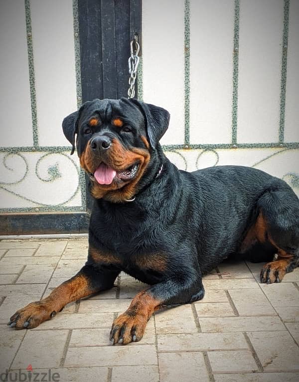 ذكر روت وايلر Rottwailer 4