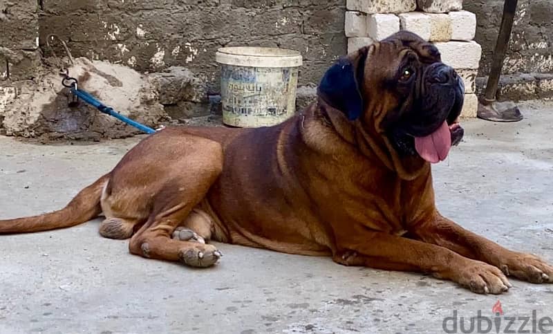 Top Male bull Mastiff 1