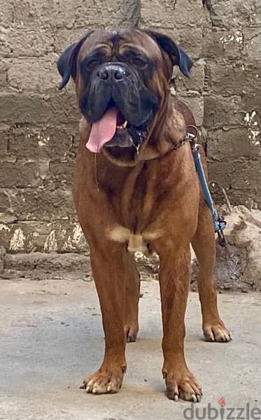 Top Male bull Mastiff 0