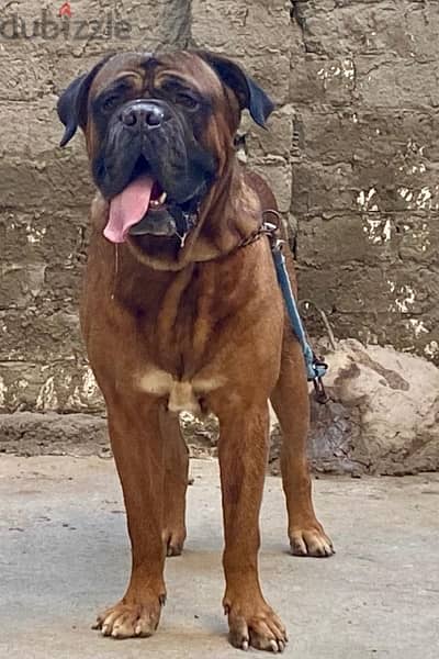 Top Male bull Mastiff 2